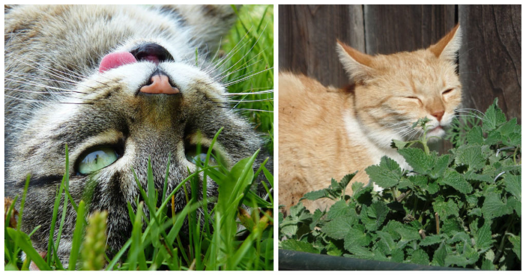 Cats Love Catnip