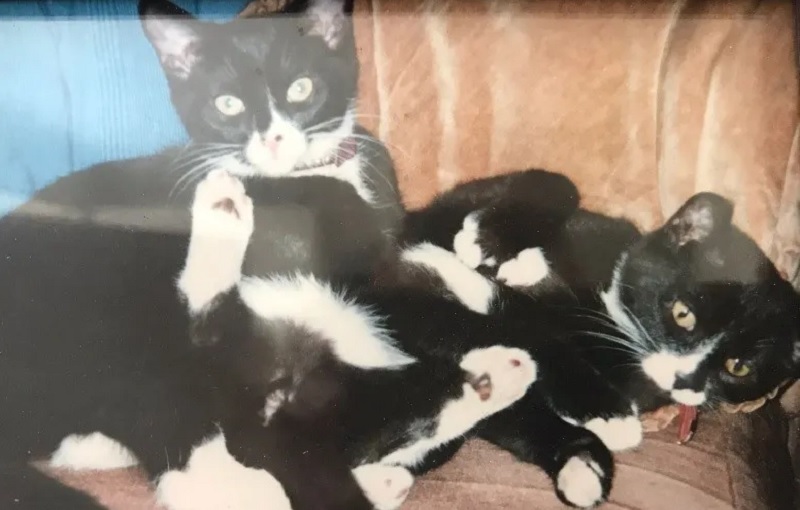 Oldest Domestic Cat Siblings