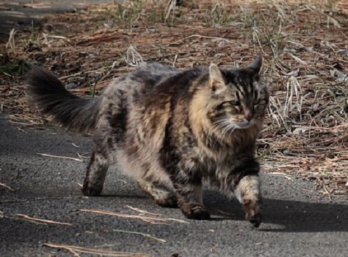 Corduroy Cat