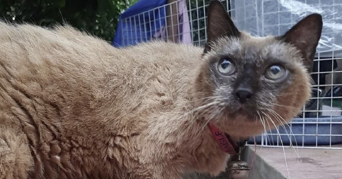 Oldest Living Domestic Cat