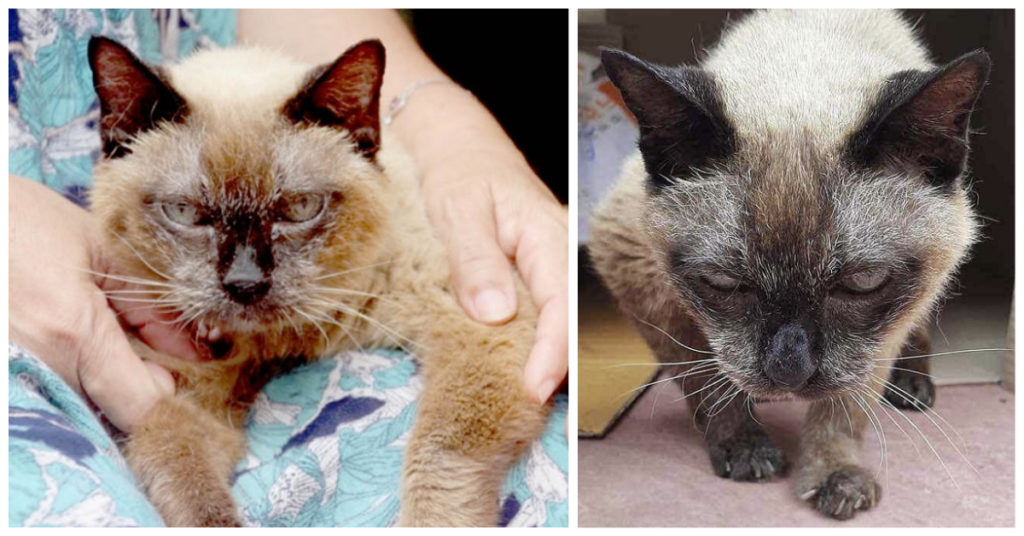 Oldest Living Domestic Cat