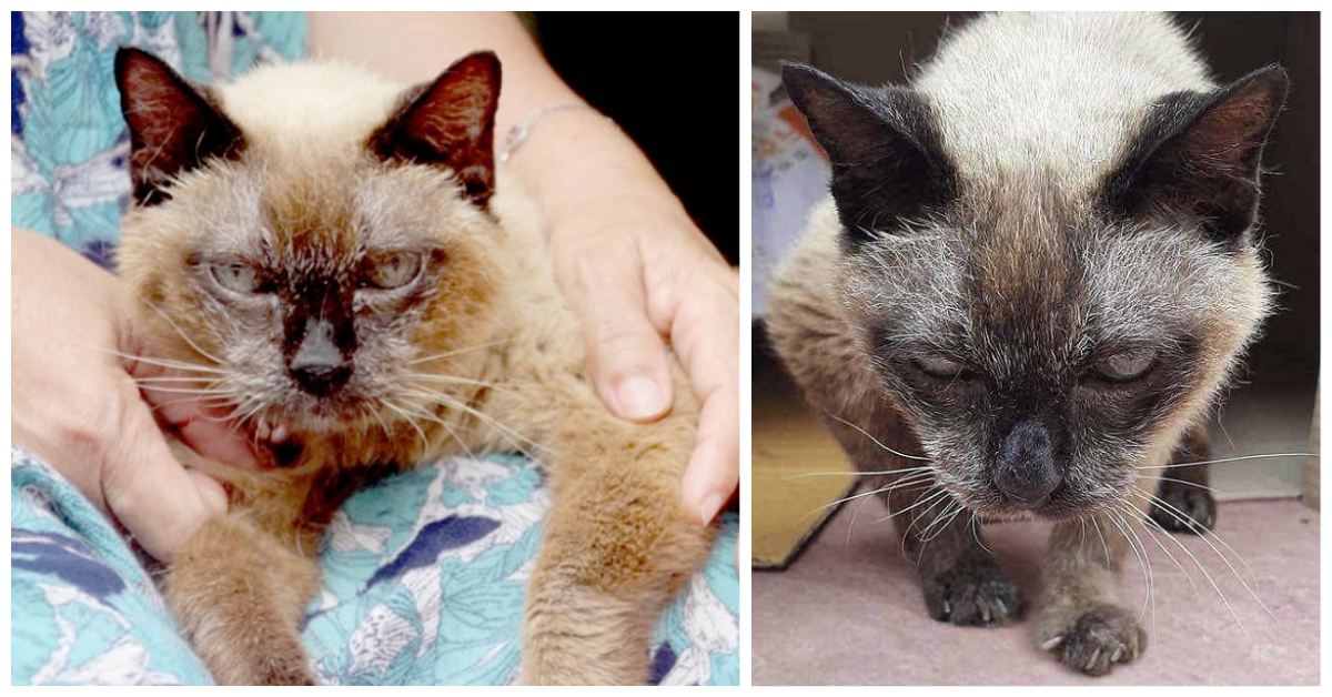 World Records For Oldest Domestic Cat Cat Fancast world-records-for-oldest-domestic-cat-cat-fancast