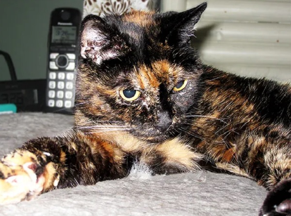 Prior Oldest Living Domestic Cat