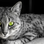 The Fastest Domestic Cat Breed
