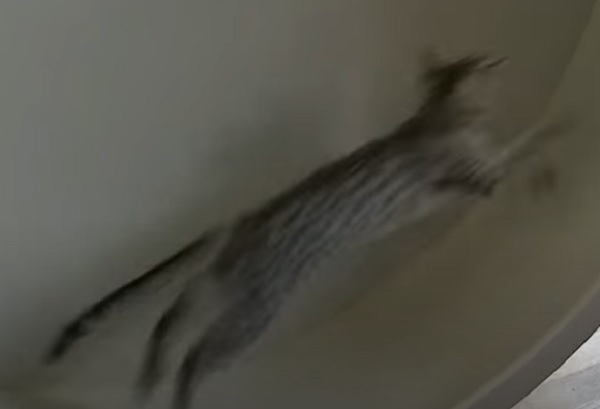 Fastest Domestic Cat Running