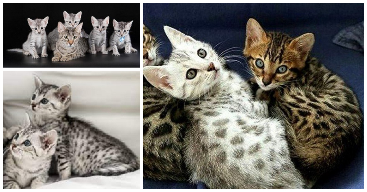 Egyptian Mau Colors