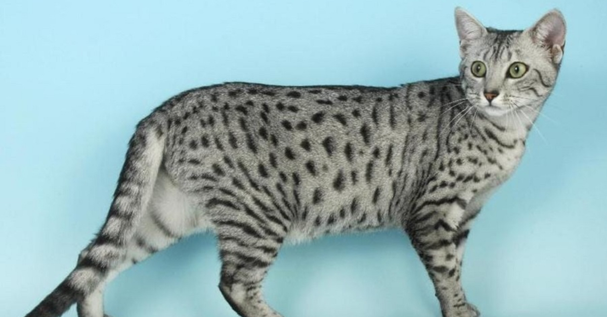 Egyptian Mau Fastest Domestic Cat