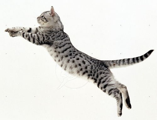 Fastest Domestic Cat Jumping
