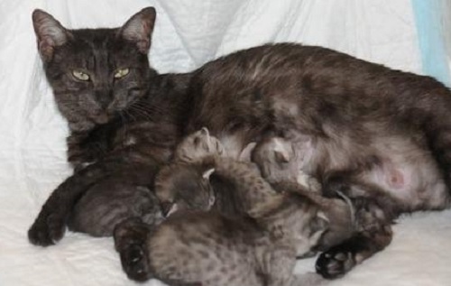 Egyptian Mau Mother