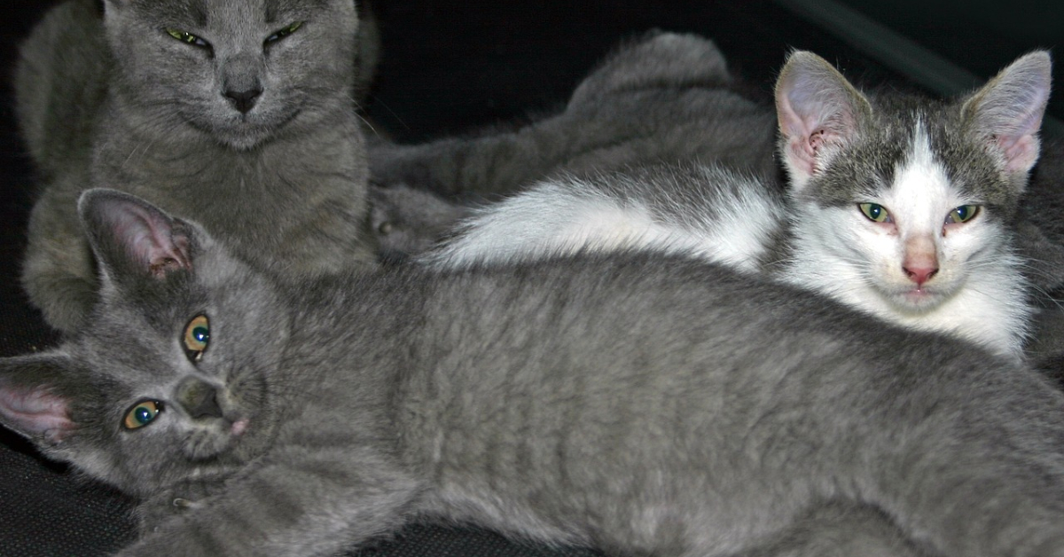 Male Domestic Kittens