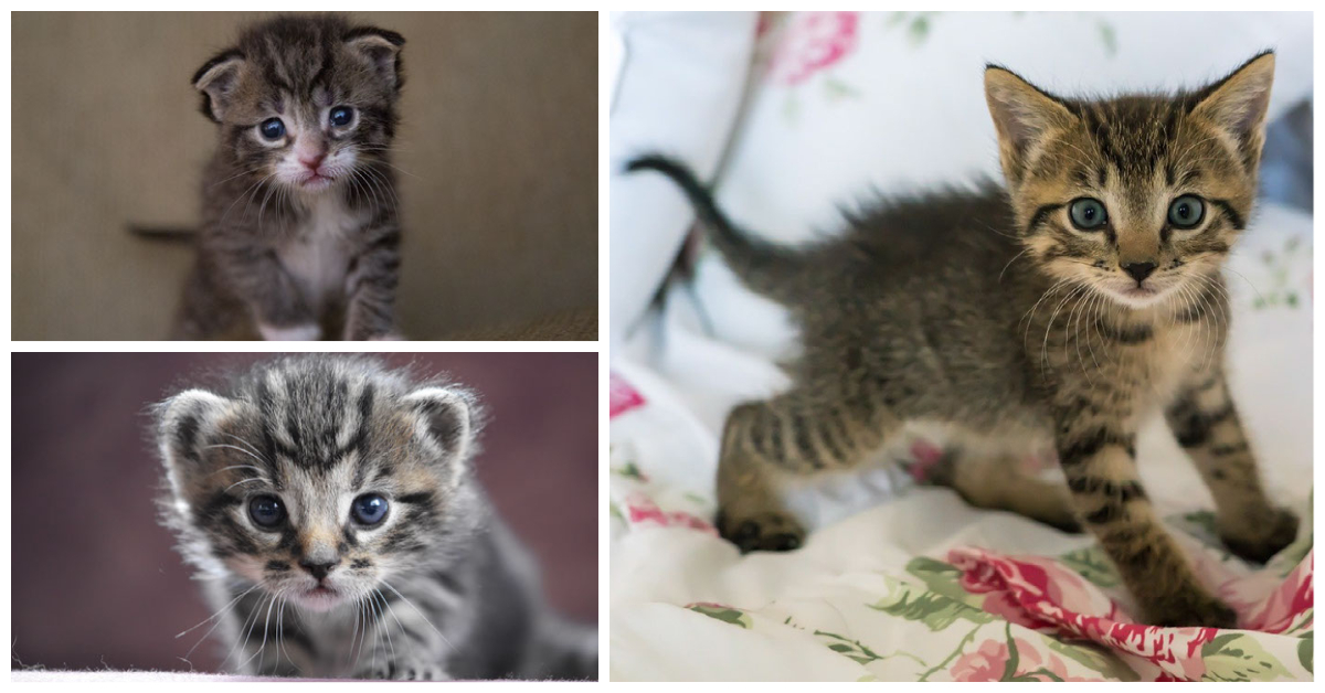 Cute Kitten Photos 9