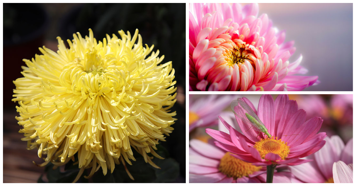 Chrysanthemum Daisy Mum