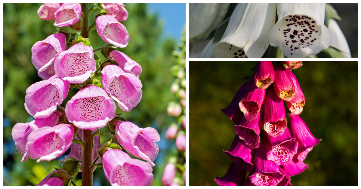 Toxic to Cats Foxglove