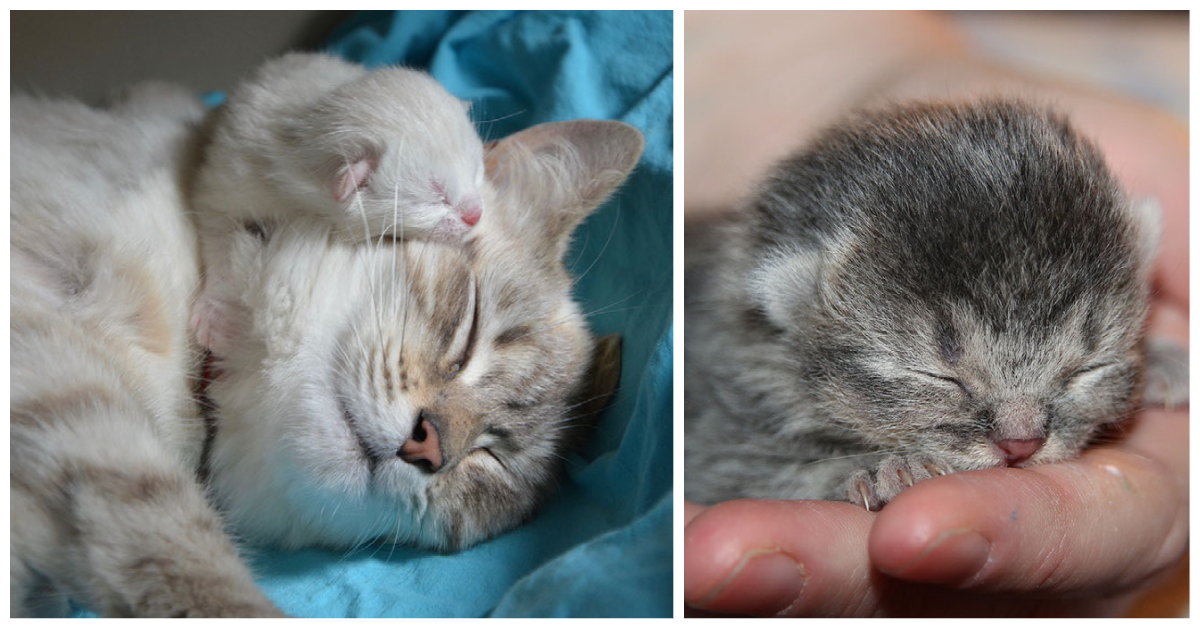 Kitten Milestones Newborns