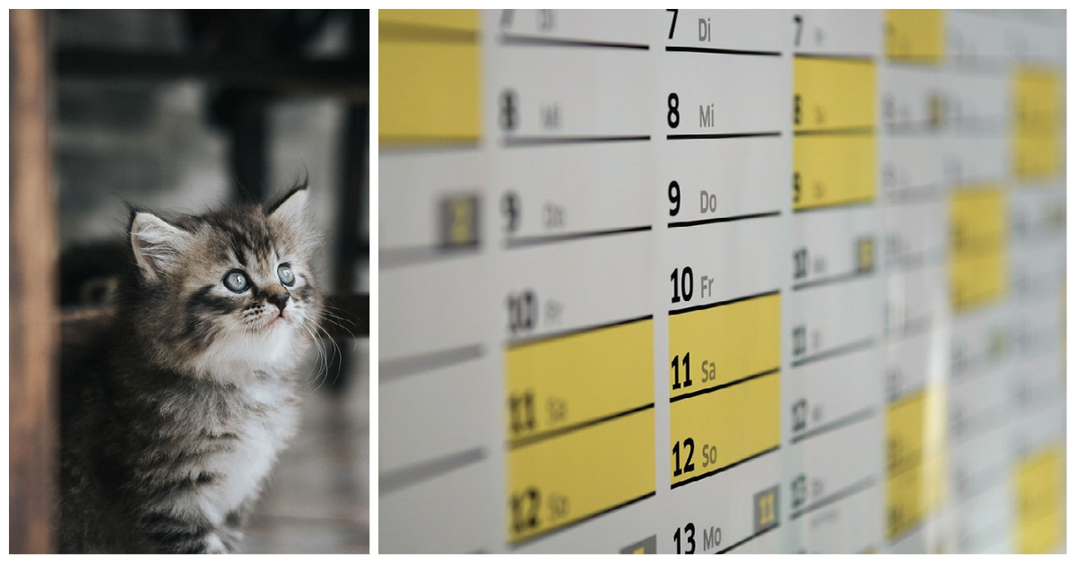 Kitten Schedule