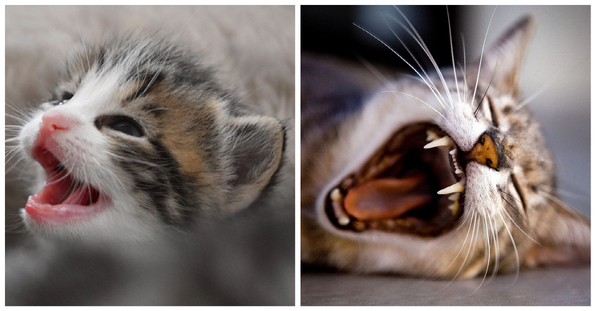 Kitten and Cat Teeth