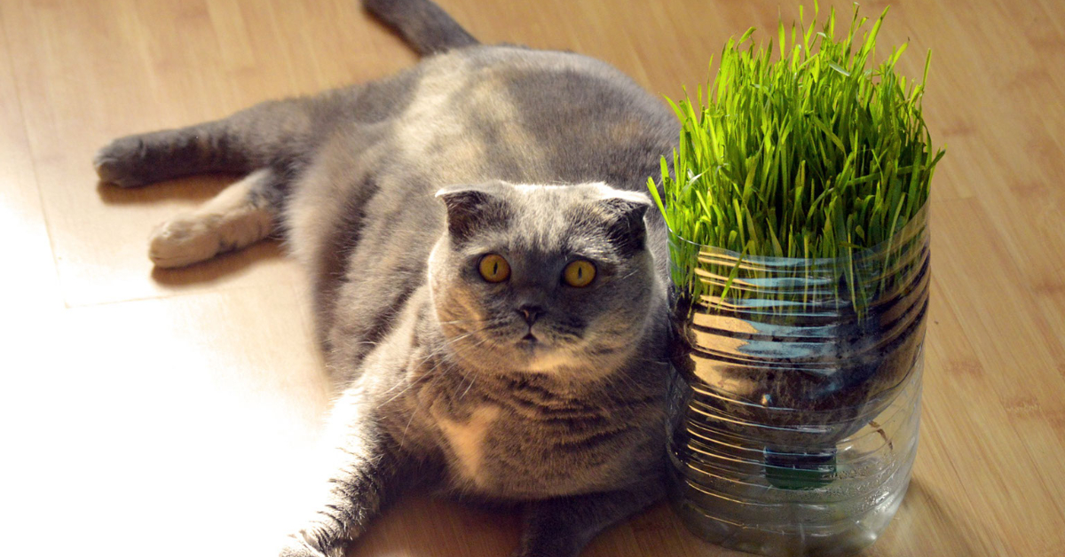 Cat with Kitty Grass