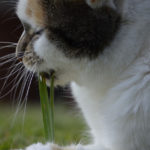 Reasons Why Cats Eat Grass