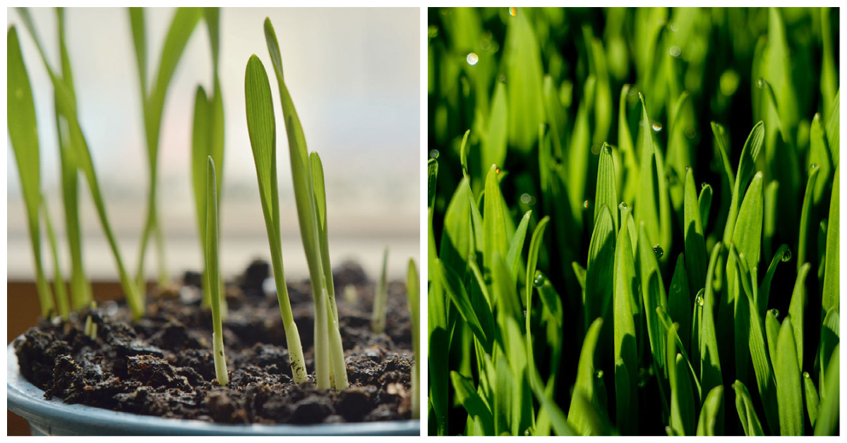 Cat Grass and Wheat Grass