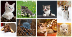 Cute Kitten Photos