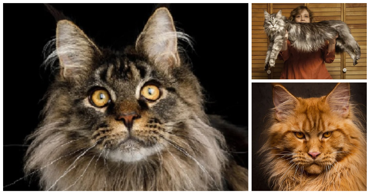 Maine Coon Cats