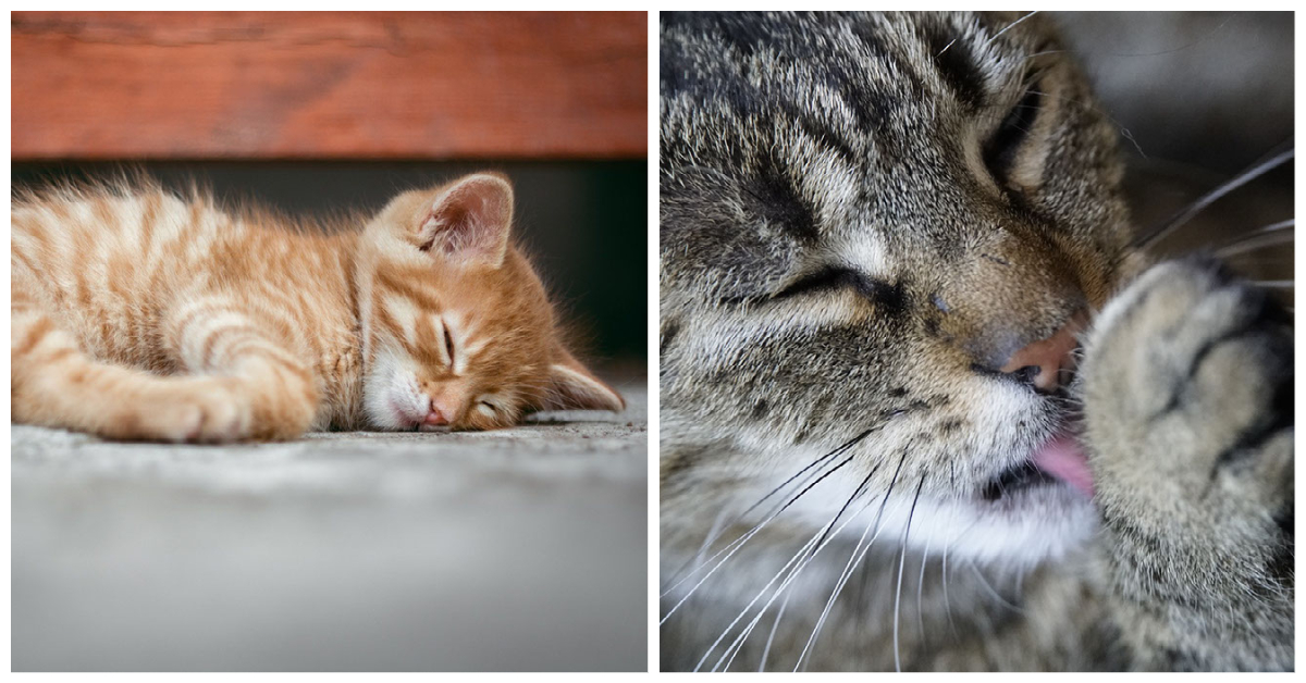 Cat Sleeping and Grooming