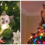 Cats versus Christmas Trees