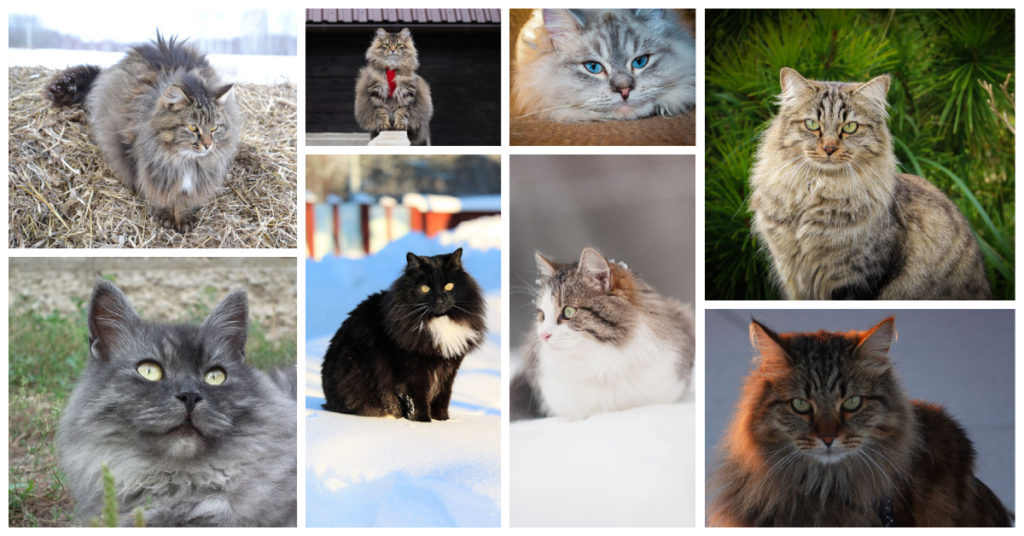 Siberian Cats