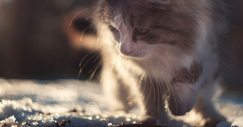 Siberian Cats