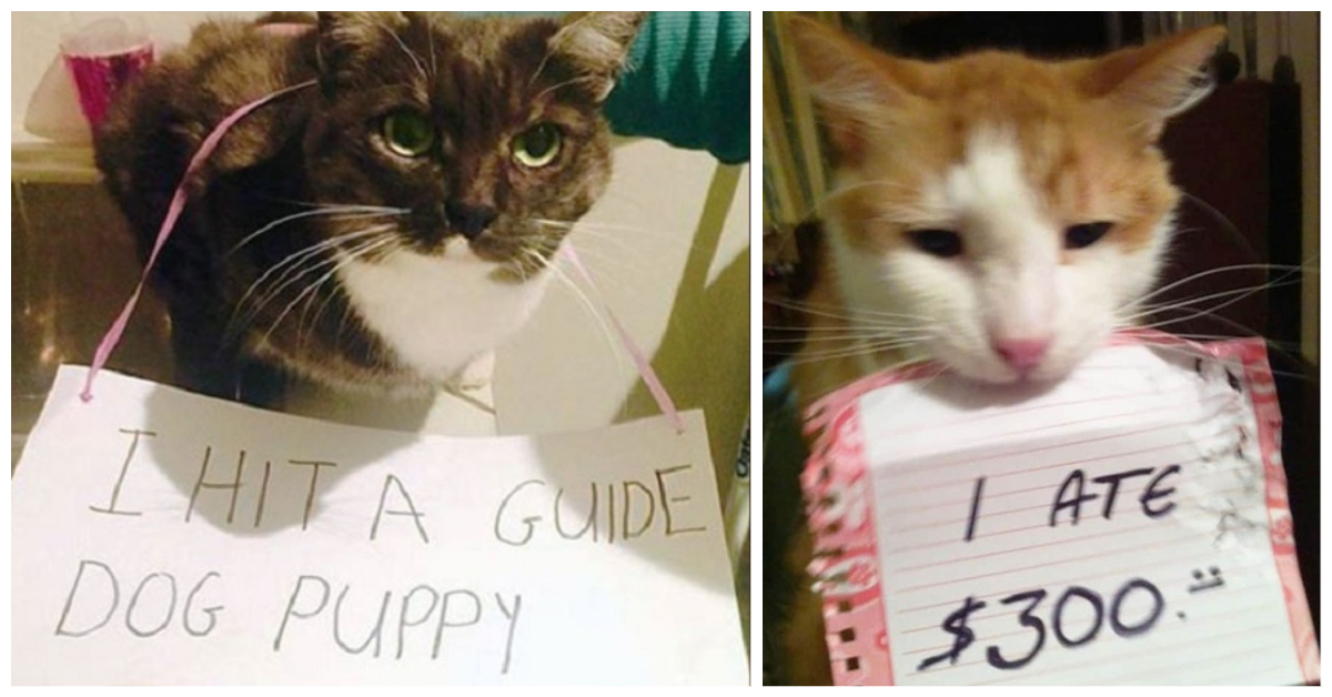 Shamed Cats