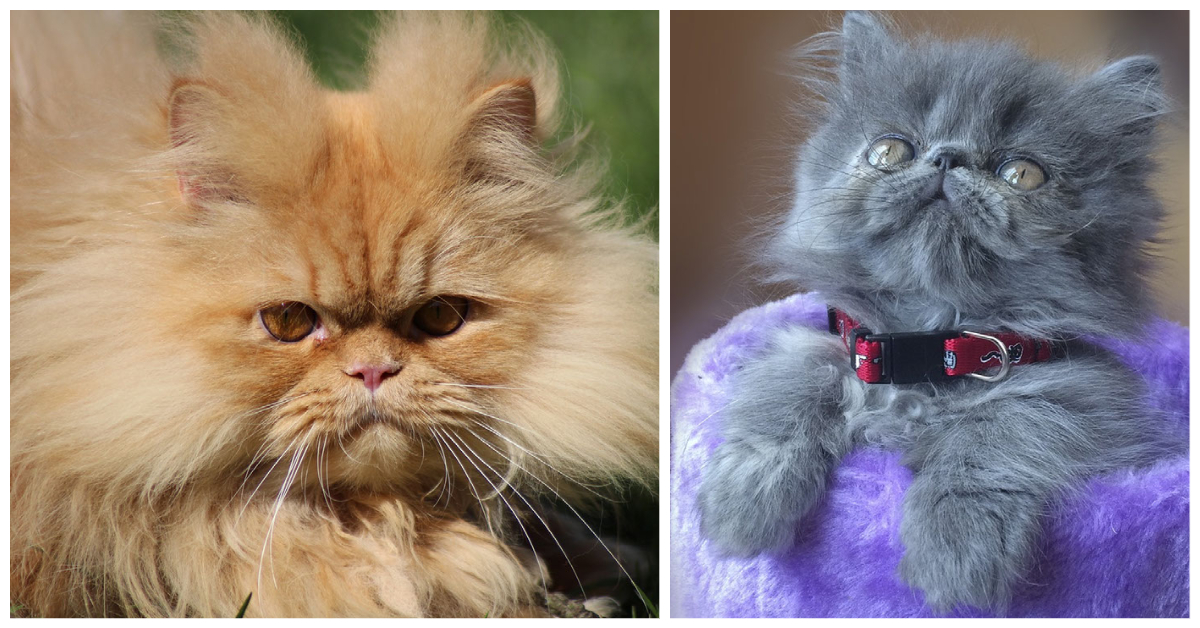 Persian Cats