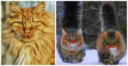 Norwegian Forest Cats