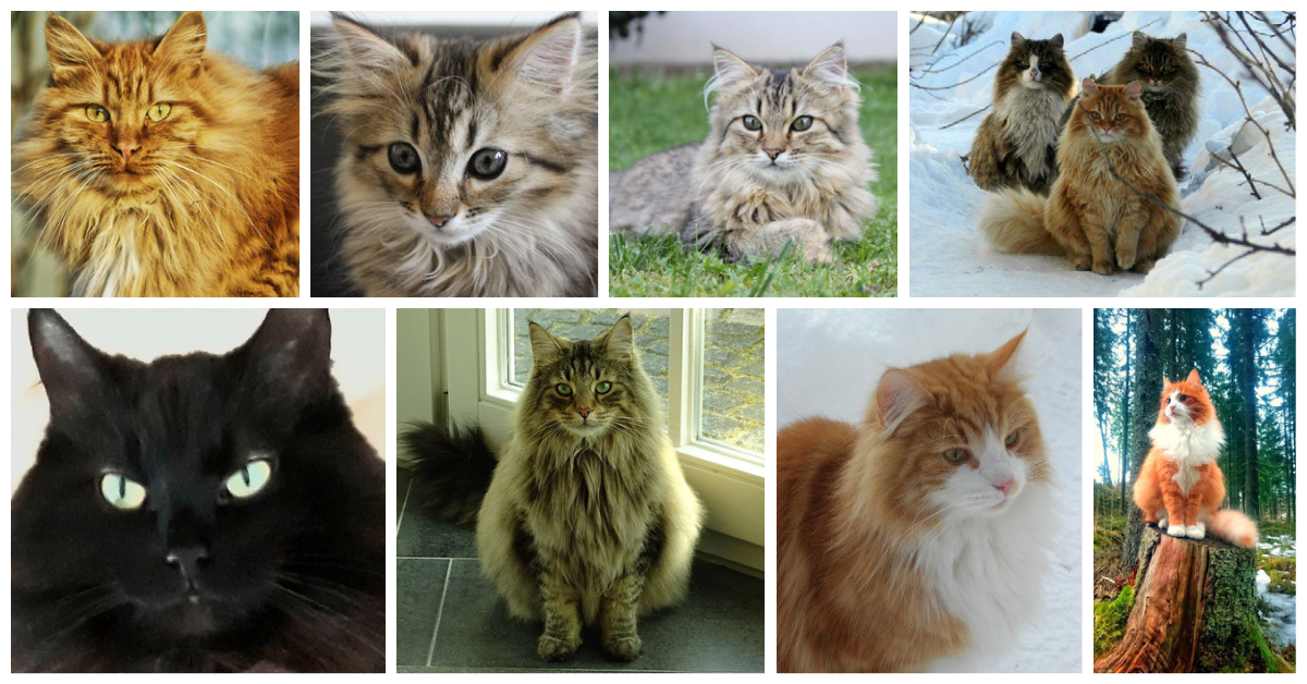 Norwegian Forest Cat Colors