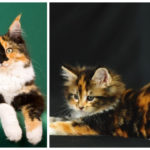 Calico Cats Maine Coons