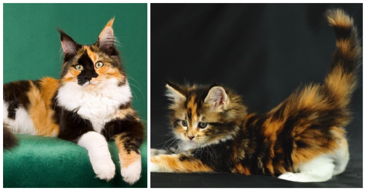 Calico Cats Maine Coons