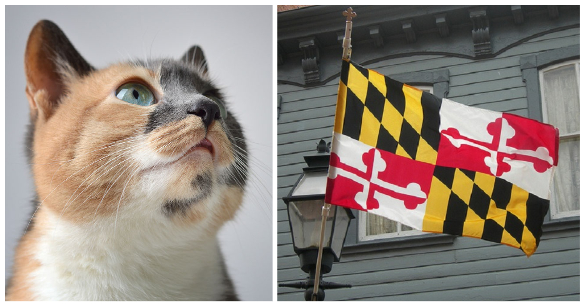 Calico Cats Maryland