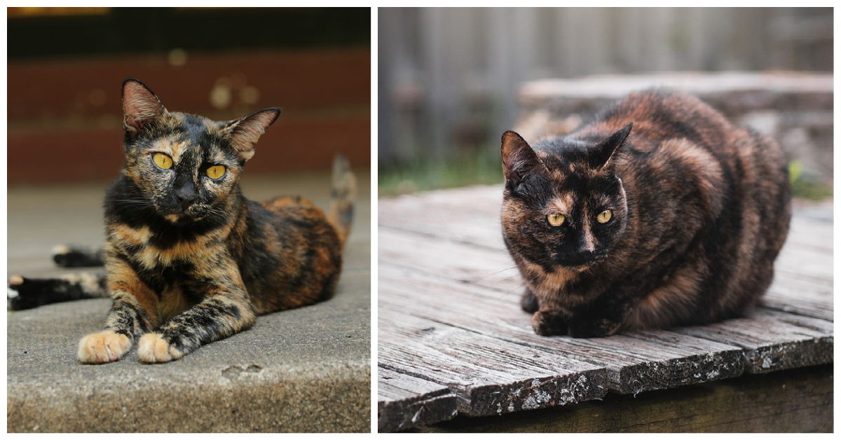 Tortie Cat