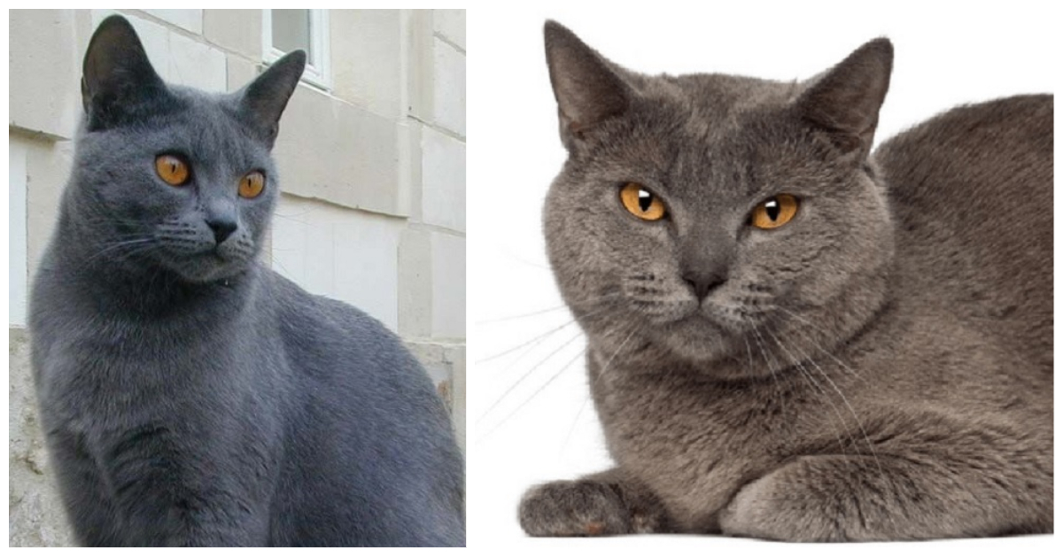 Grey Cat Breeds Chartreaux