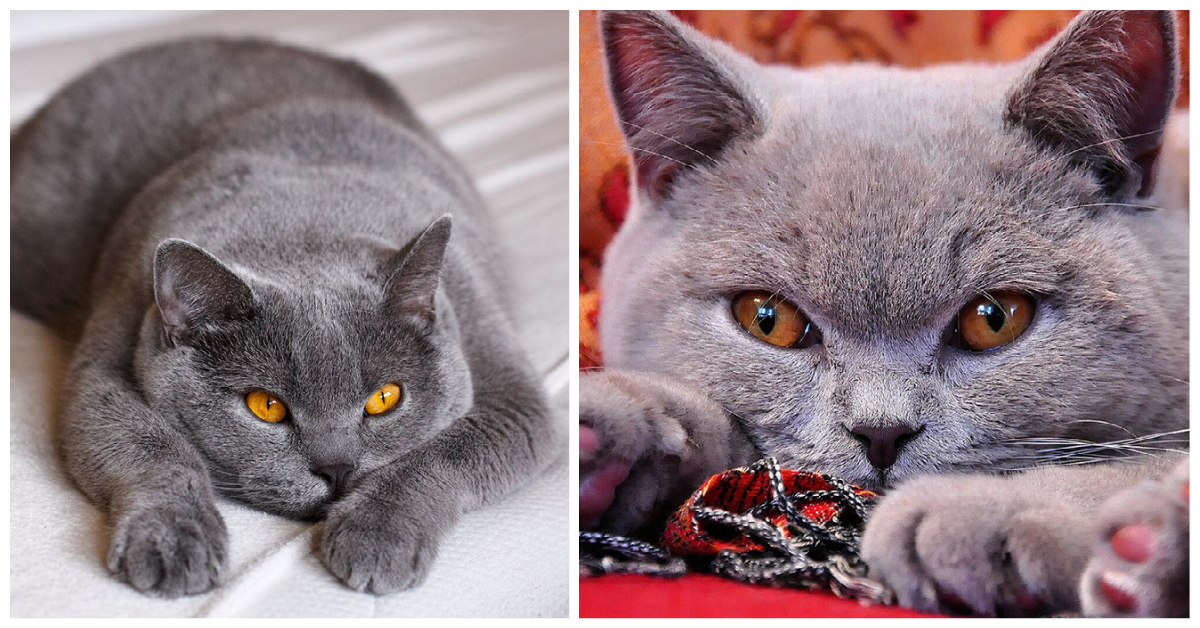 Grey Cat Breeds British Shorthair