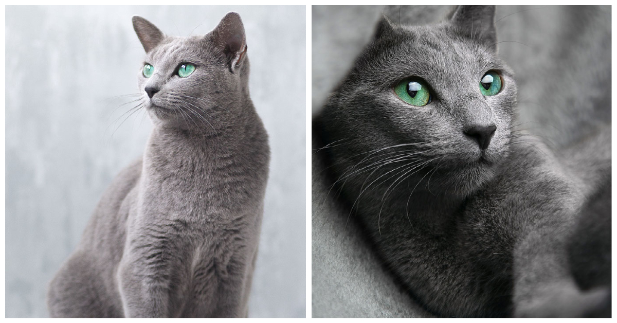 Grey Cat Breeds Russian Blue