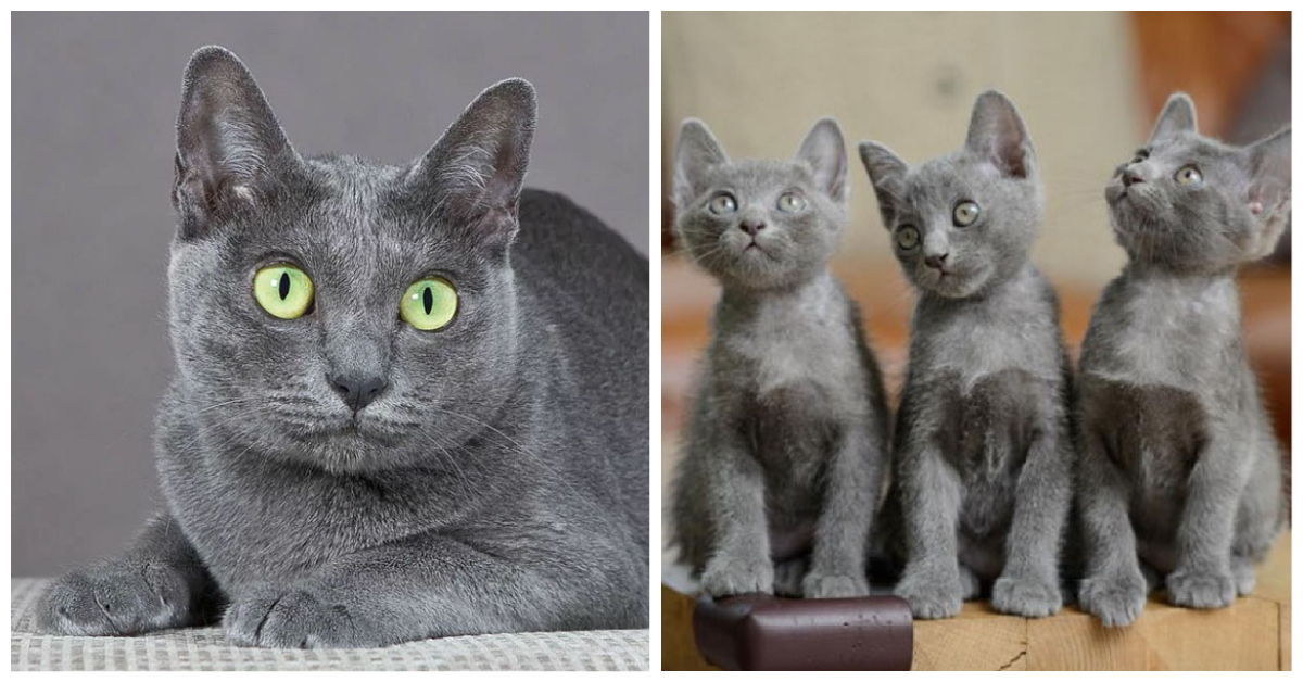 Grey Cat Breeds Korat