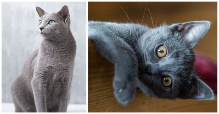 Grey Cat Breeds