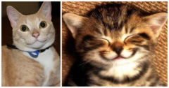 Smiling Cats