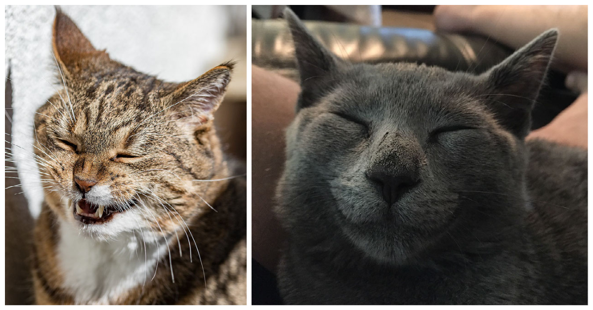 Cats Smiling