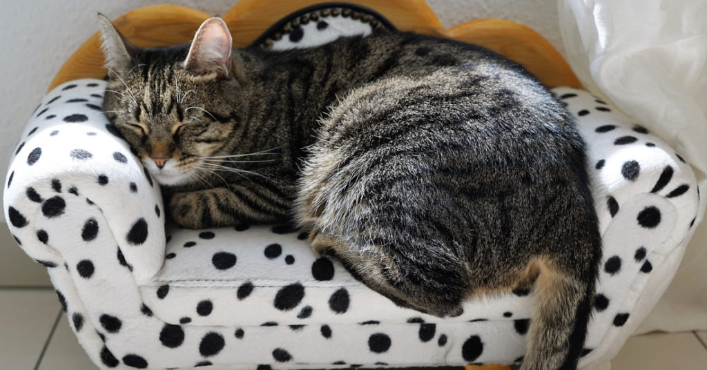 Smiling Cats Perfect Couch