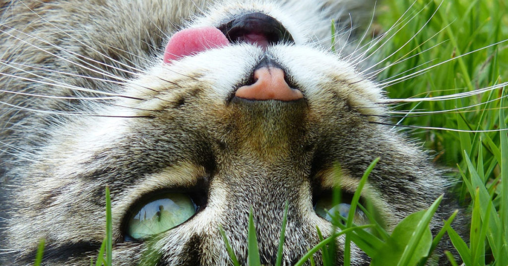 Smiling Cats