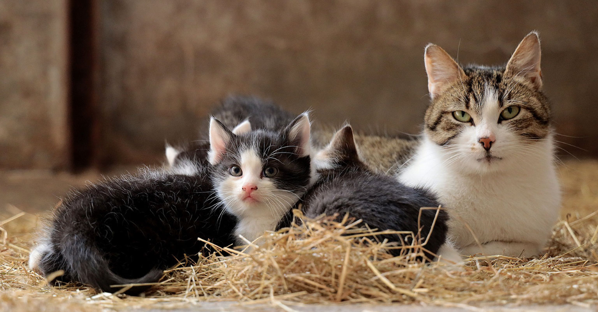 Mother Cat and Kittens