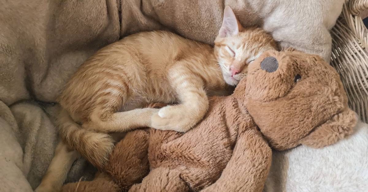 Kitten and Teddy Bear