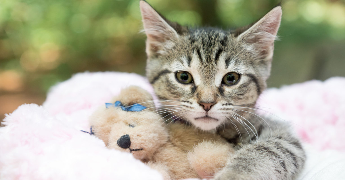 Kitten and Teddy