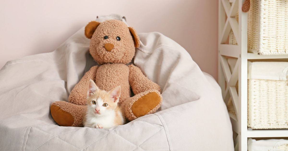 Kitten and Bear